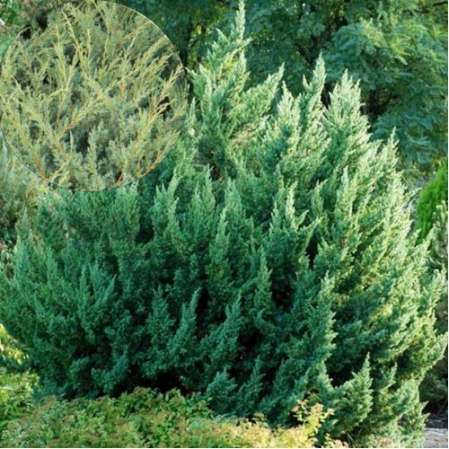 Juniperus chinensis 'Monarch' - Hiina kadakas 'Monarch' C1/1L